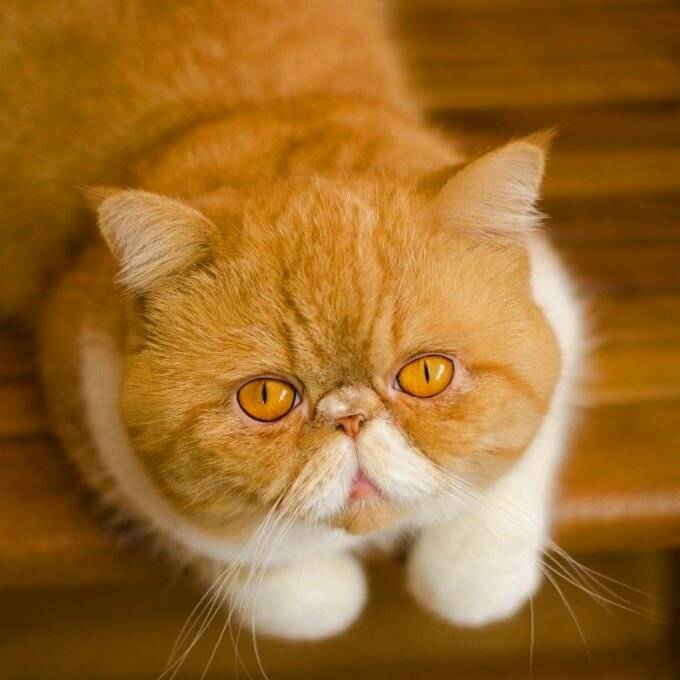 Кошки с приплюснутой мордой – pet-mir.ru