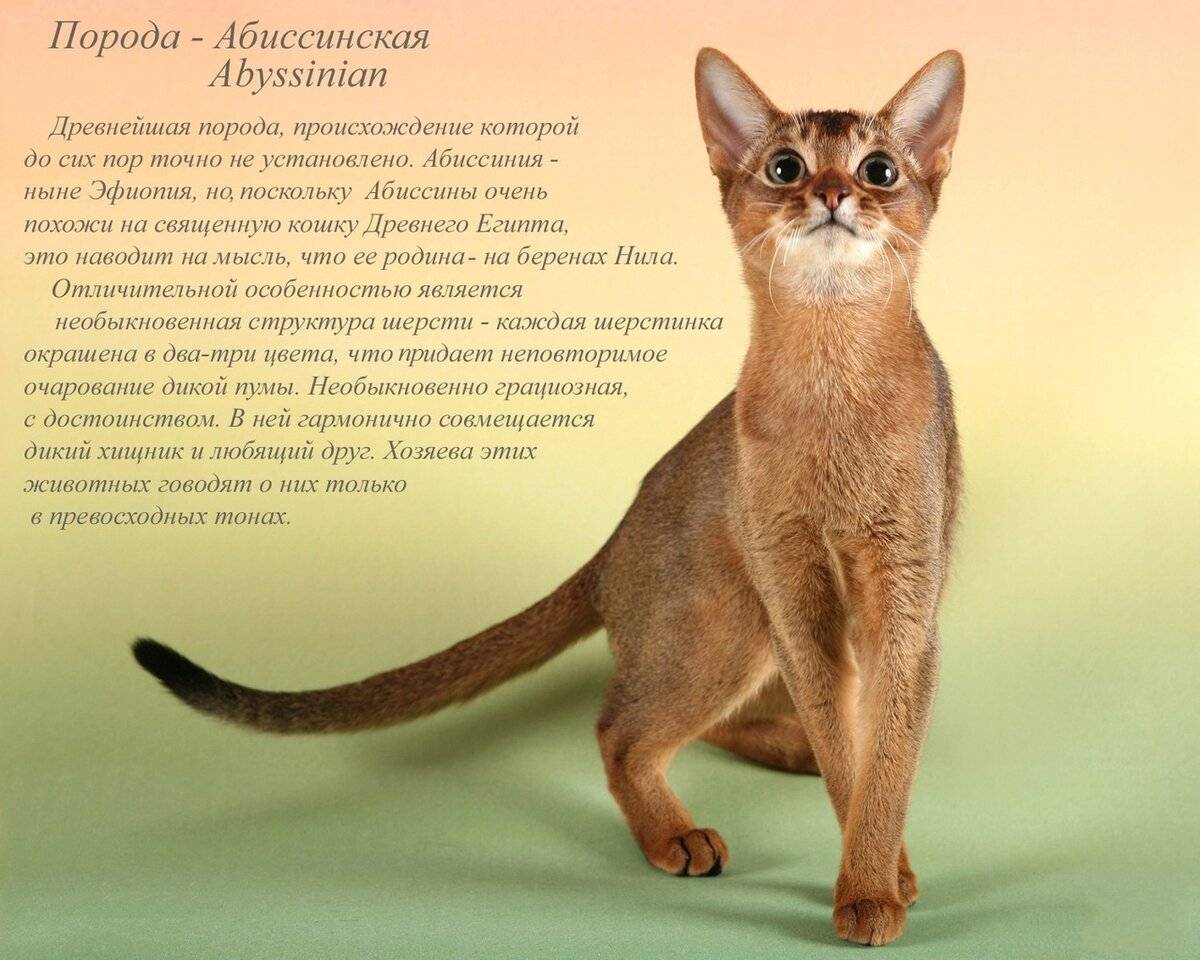 Характер абиссинской породы кошки: лучшие и негативные повадки