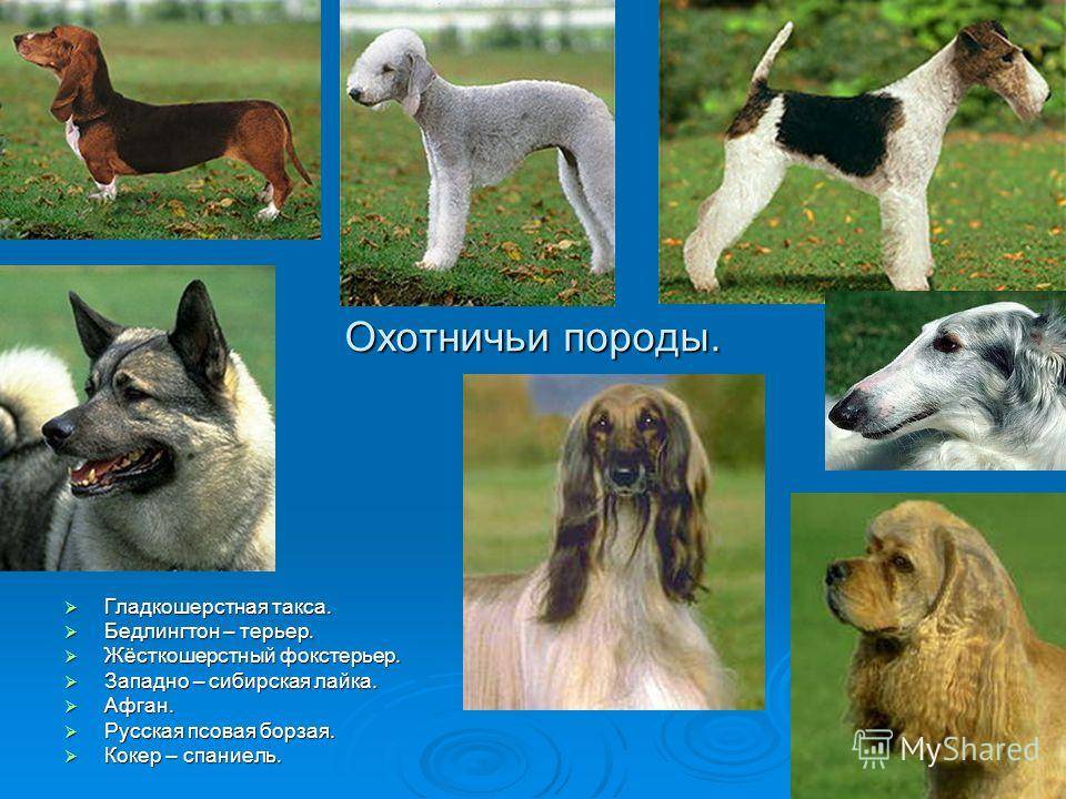 Большие породы собак: список представителей с фотографиями, названиями, описаниями и ценами