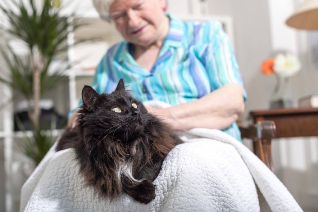 Как кошки лечат болезни: фелинотерапия — колесо жизни