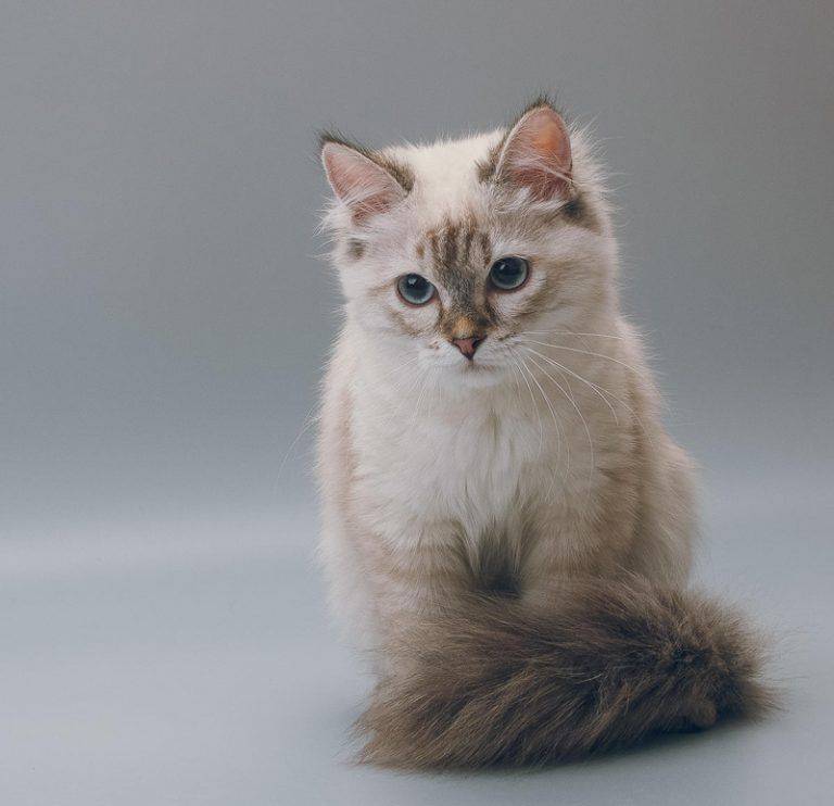 Невская маскарадная кошка: голубоглазая красотка в карнавальной маске