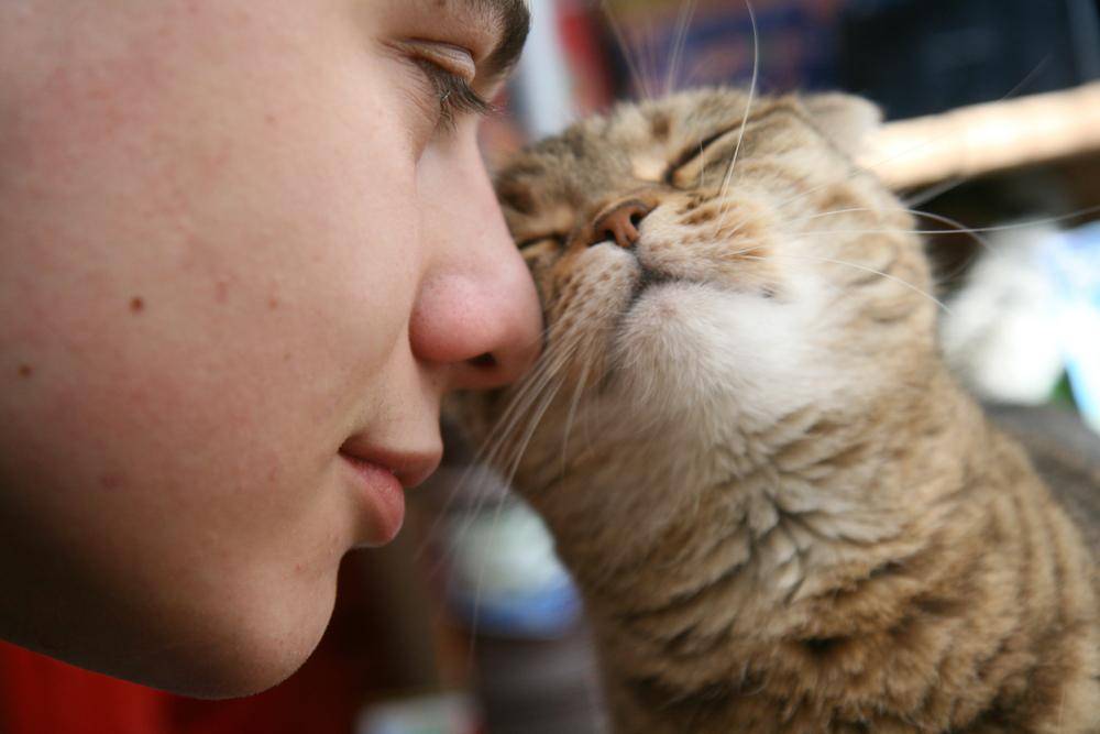 Любят ли кошки своих хозяев – как узнать, что ваш питомец любит вас