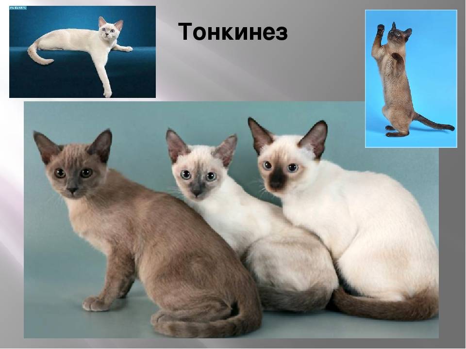 Тонкинская кошка – подробное описание породы (+ фото и видео)