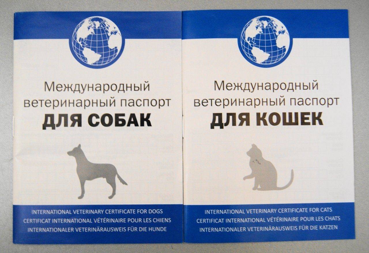 Ветеринарный паспорт для кошки, собаки: сделать в москве - срочно получить международный ветпаспорт на дому