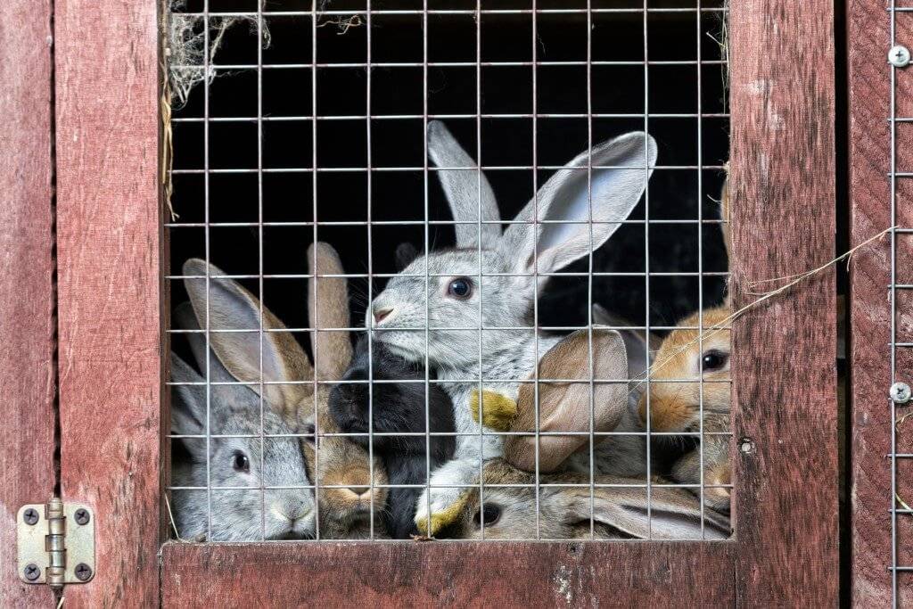 Содержание кроликов в сарае – лучший способ создать благоприятные условия