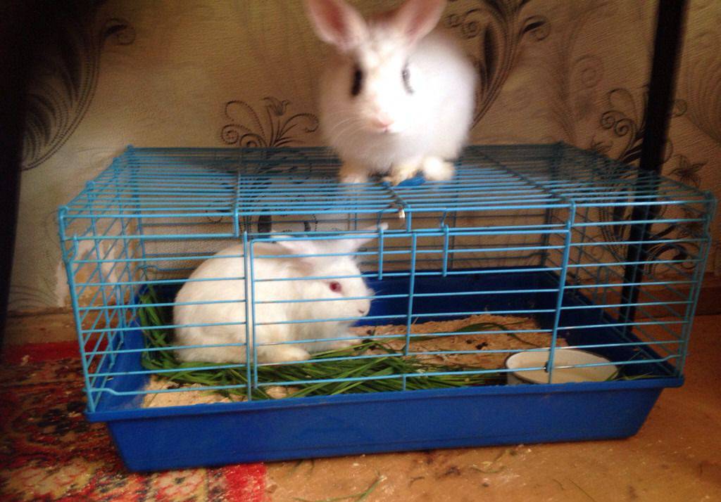 Как ухаживать за кроликами в домашних условиях