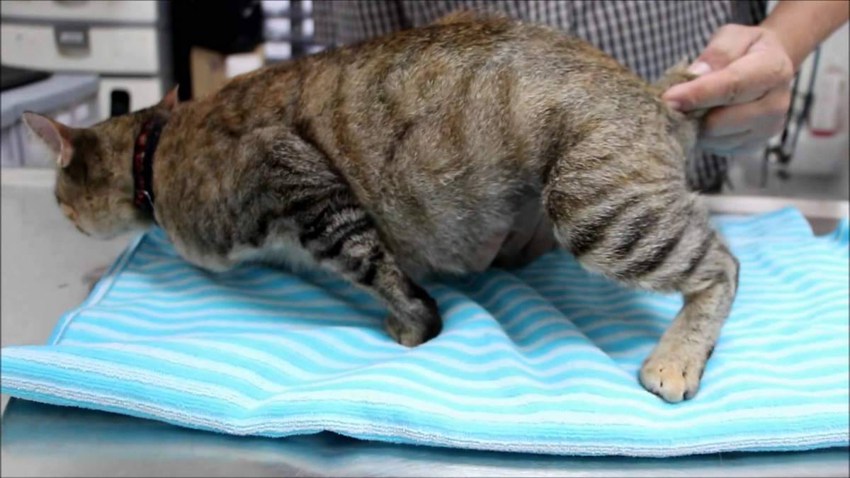 Рахит у кошек - симптомы и лечение, меры профилактики