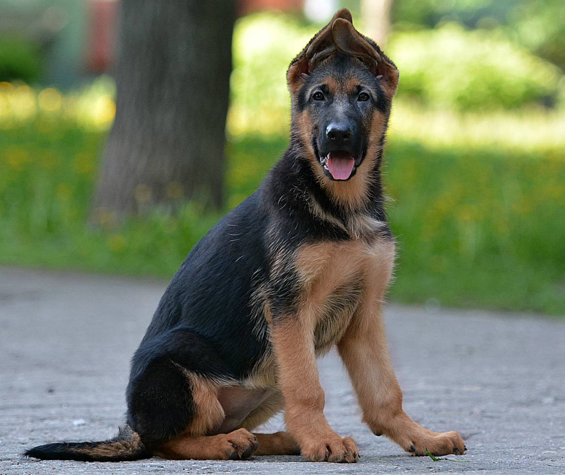 Как выбрать щенка немецкой овчарки? правильный выбор здорового щенка из помета для охраны дома. на что обратить внимание при покупке?