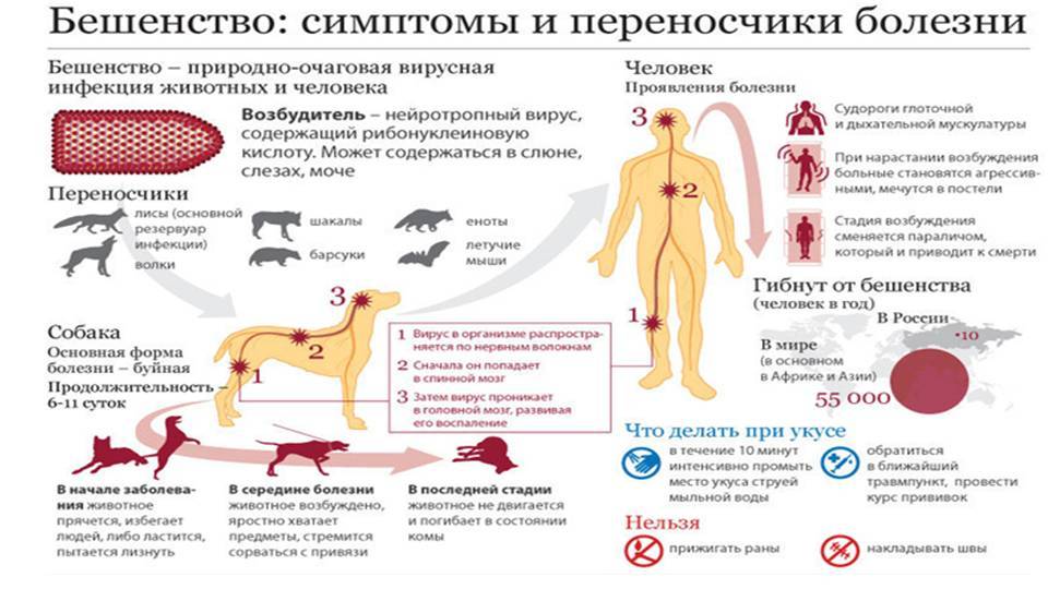 Парвовирусная инфекция собак
