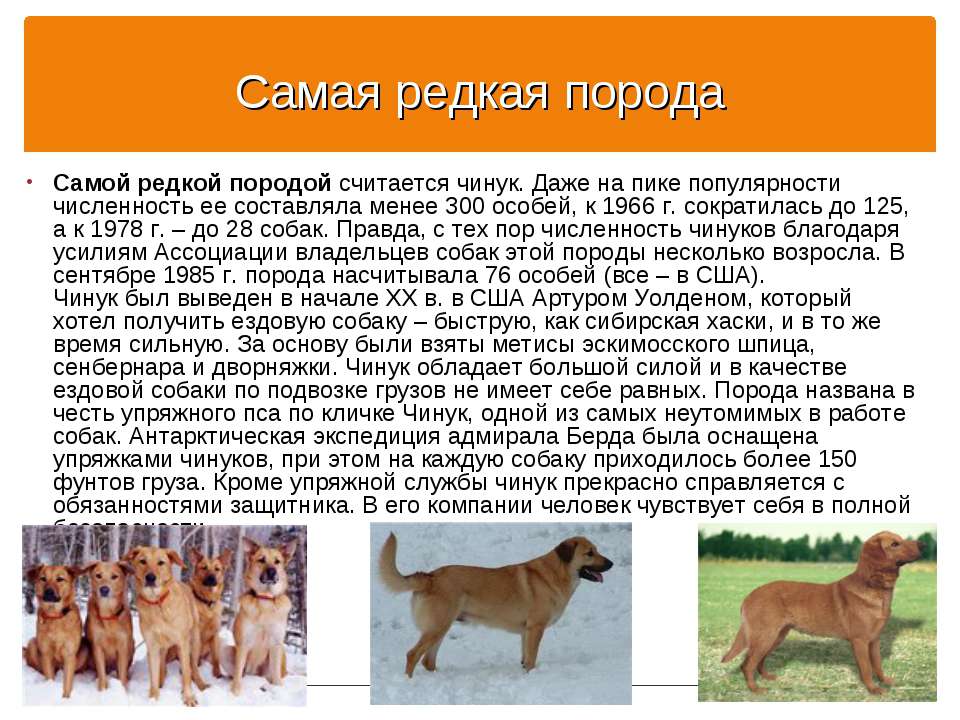 Чинук: описание породы собак с фотографиями и видео