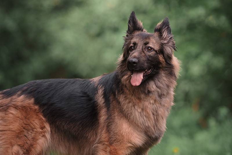 Характеристика породы немецкая овчарка: как содержать умнейшую собаку с «экстремальной сообразительностью»