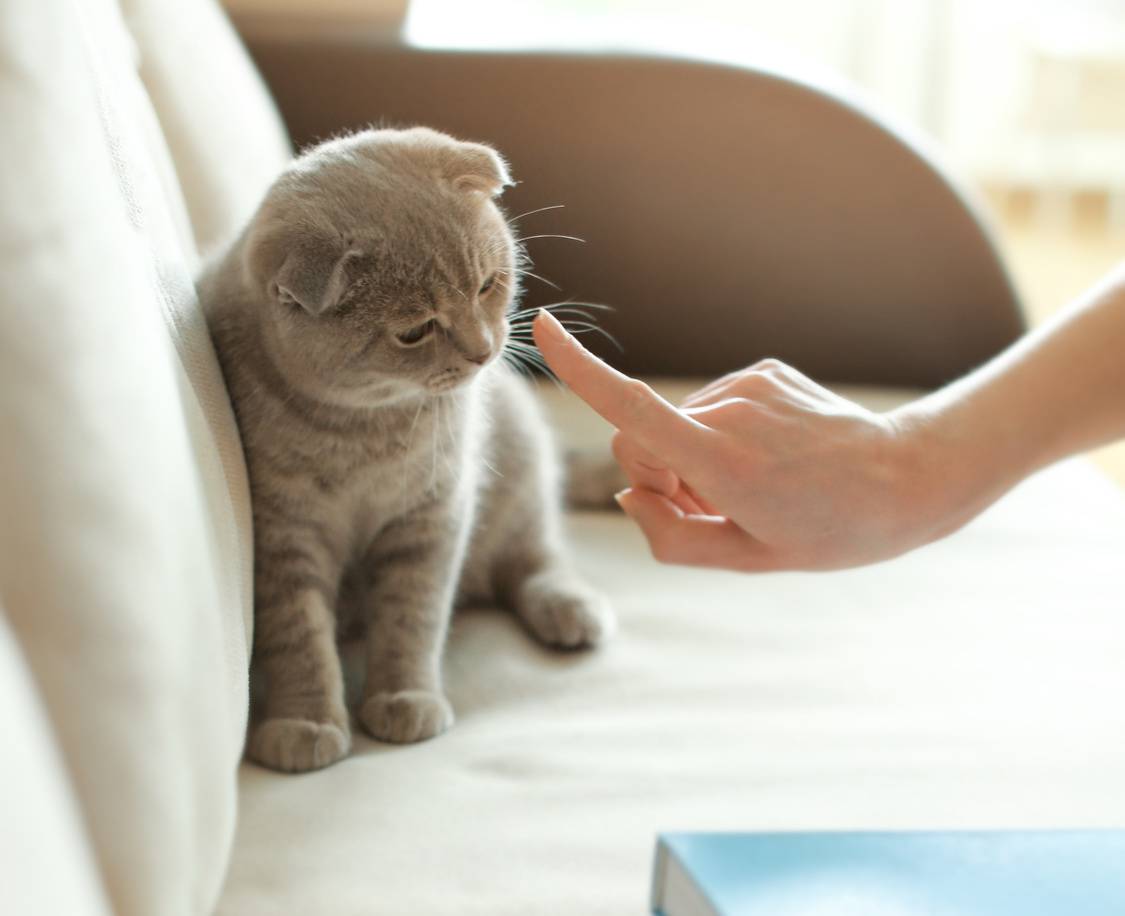 Как правильно наказывать кошку или кота - oozoo.ru