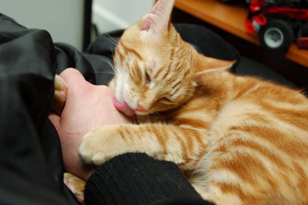 Как кошки выражают свою любовь к хозяевам?