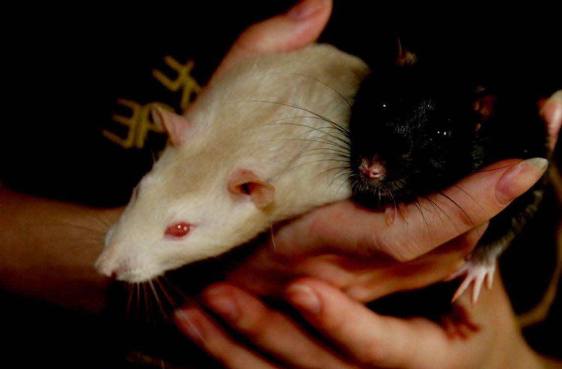 Домашние крысы: уход и содержание