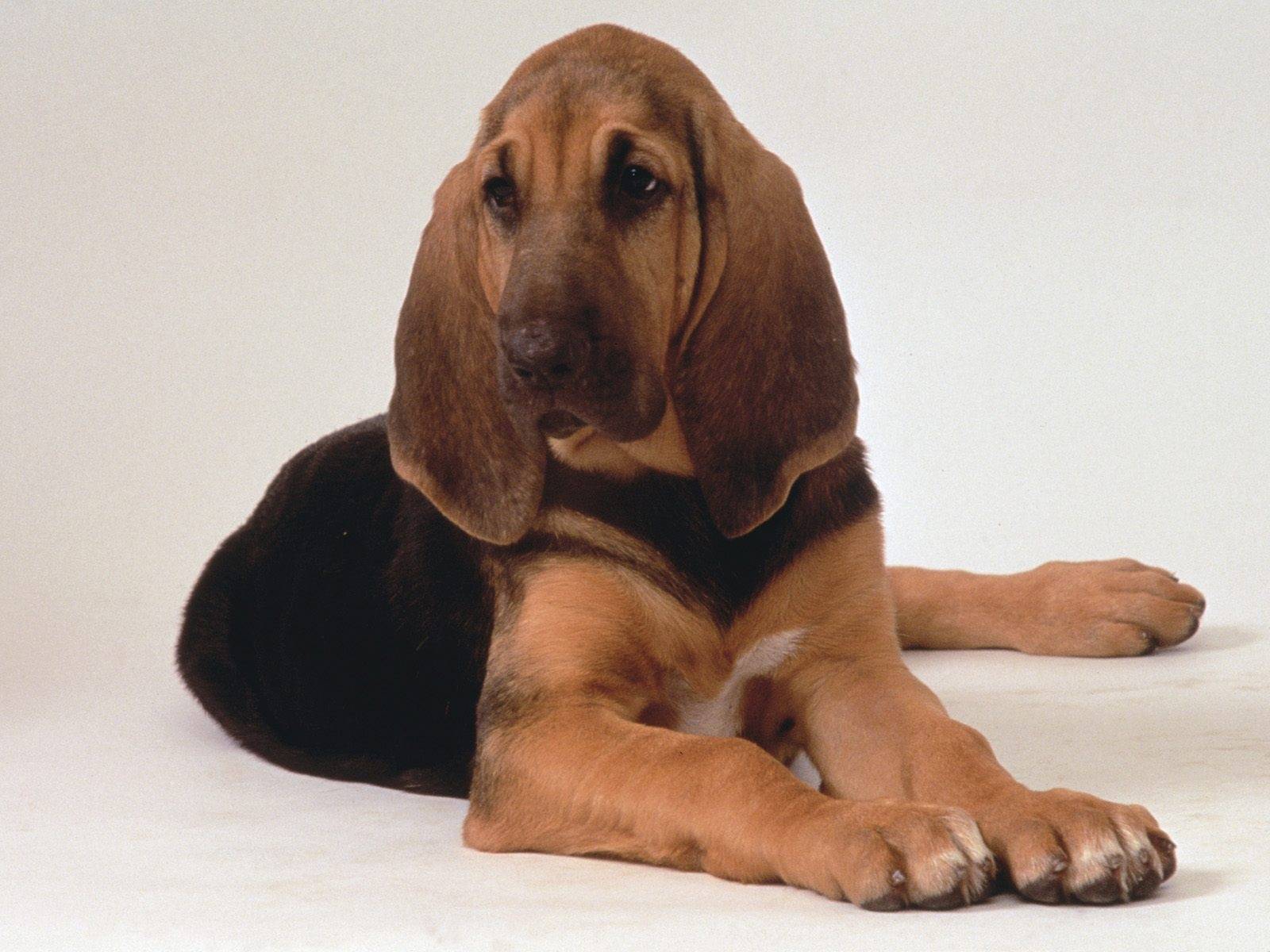 Собака бладхаунд: характеристики, уход и фото породы