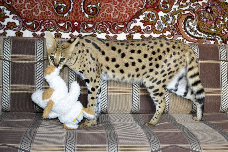 Саванна: фото кошки, цена, описание породы и характера