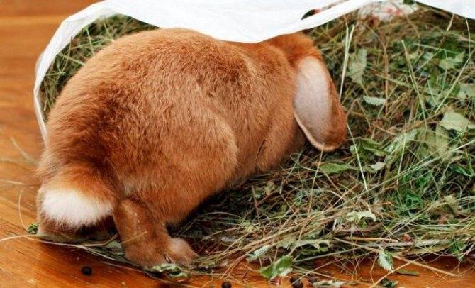 Понос у кроликов и крольчат: причины, что делать, как лечить в домашних условиях - kotiko.ru
