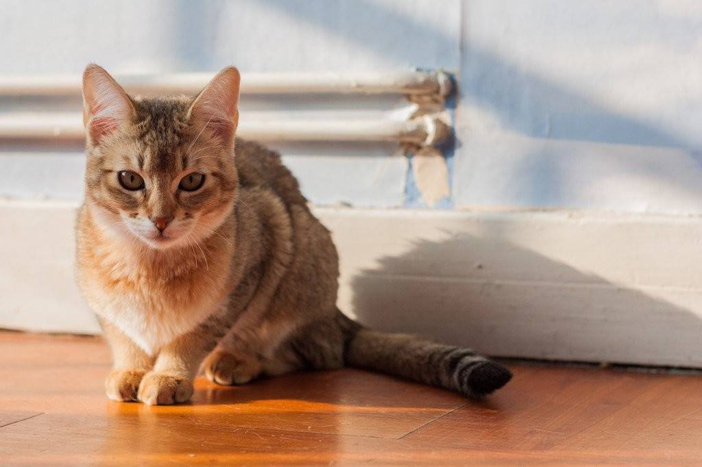 Чаузи — одна из самых дорогих кошек мира