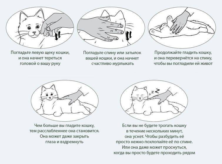 Как помочь коту в стрессе | блог ветклиники "беланта"