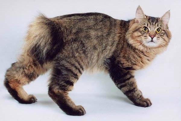 Меконгский бобтейл – кошка с коротким хвостом и сиамским окрасом