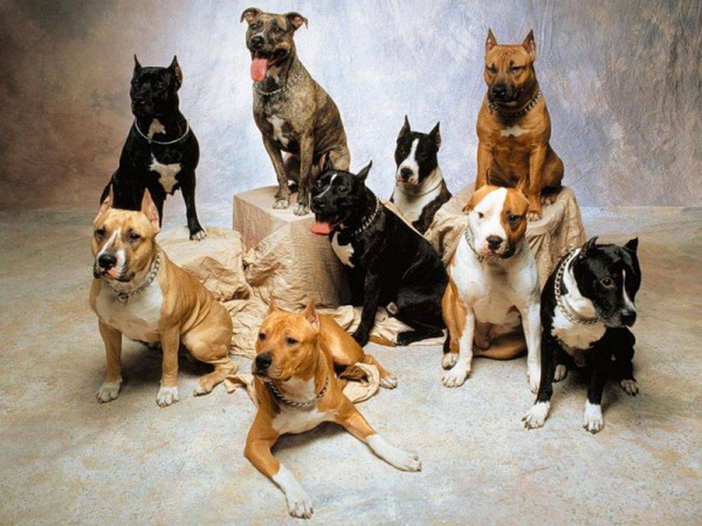 Какую породу собак выбрать для охраны частного дома