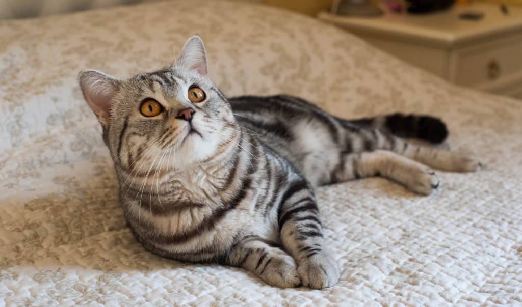 Американская короткошерстная кошка: описание породы, характер и уход