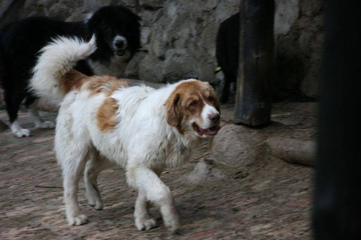 Болгарская овчарка: происхождение породы и характер собаки
