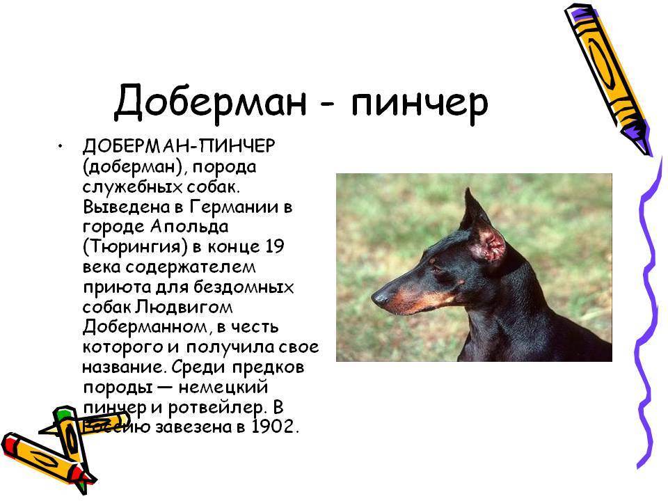 Как можно описать собаку. Доберман порода собак описание. Доберман параметры породы. Порода собак Доберман-пинчер. Рассказ о породе собак Доберман 2 класс.