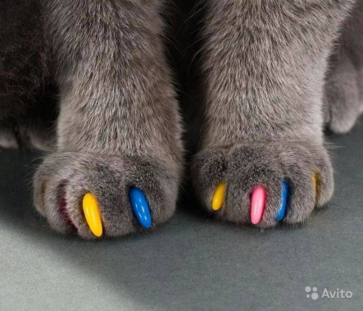 Антицарапки — накладки на когти для кошек и маленьких котят — силиконовые колпачки и насадки