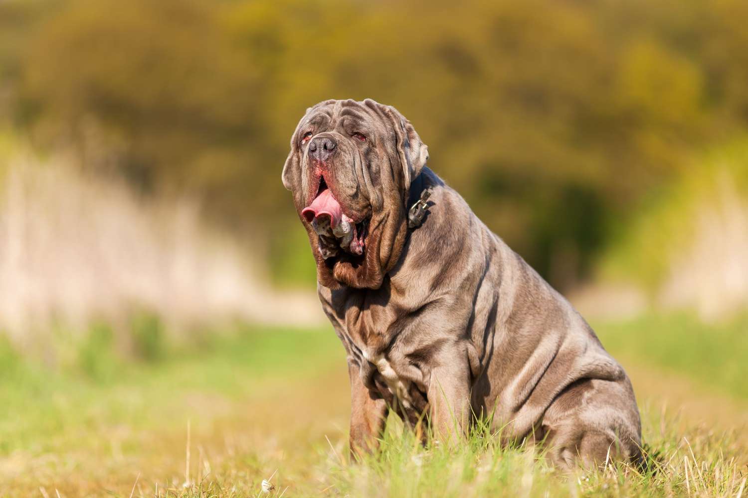 Топ-10 самых преданных пород собак: их характеристика, интересные факты и фото