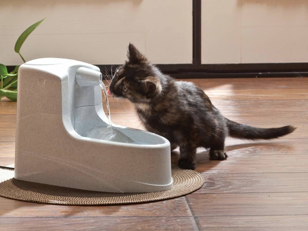 Поилка для кошек: автоматический питьевой фонтан для кота. как научить котенка пить воду из миски или автопоилки?
