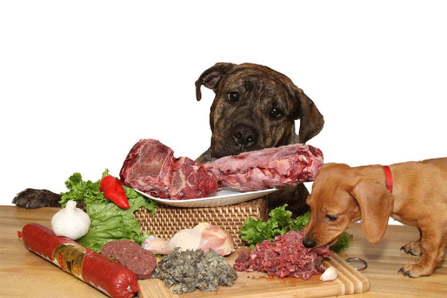 Чем и как кормить щенка лабрадора в домашних условиях до одного месяца: рекомендации диеты и питания