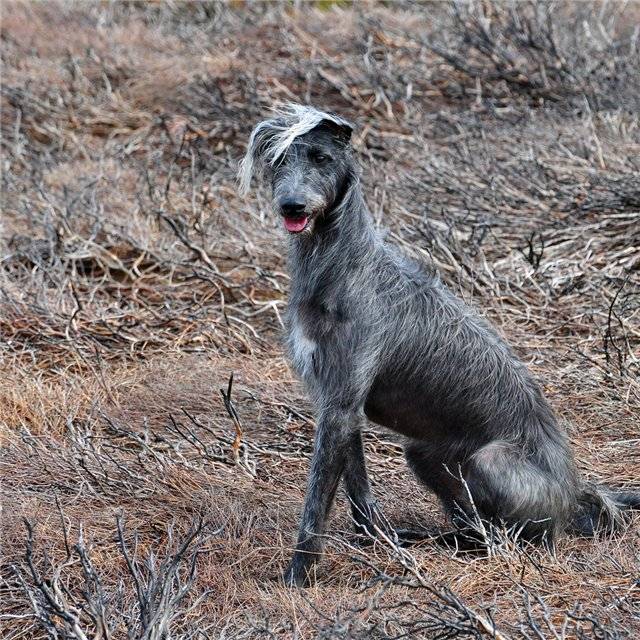 Дирхаунд ( шотландская оленья борзая): фото собак, описание, основные характеристики породы дирхаунд