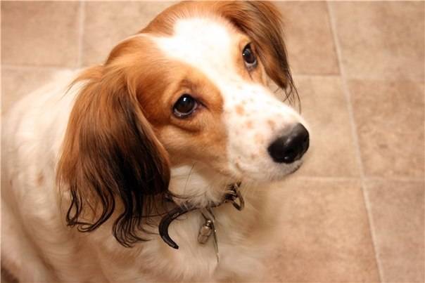 Коикерхондье: описание породы и особенности содержания собак