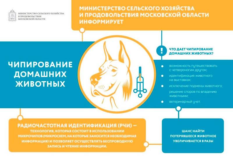 Чипирование собак и других домашних животных: правила процедуры, отзывы о вживлении электронного микрочипа