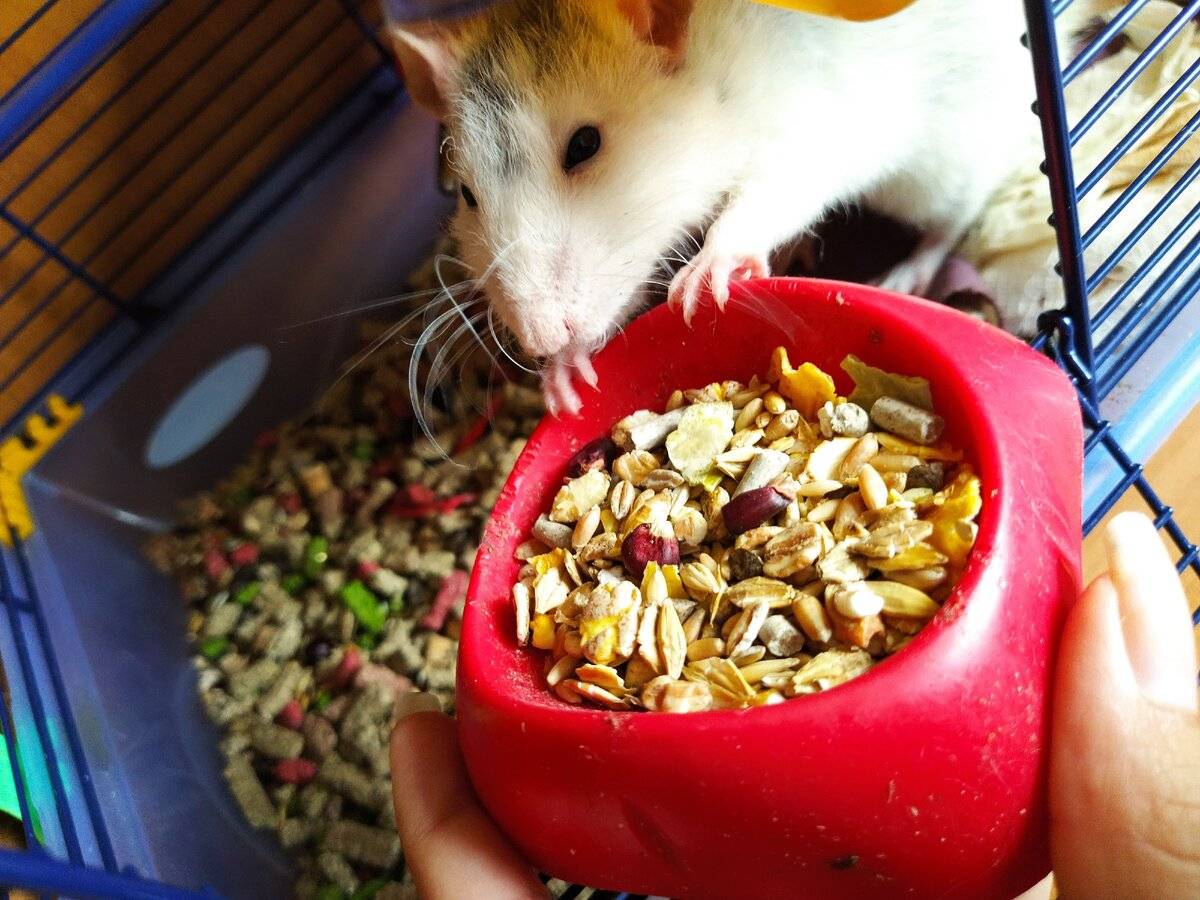 Чем кормить декоративную крысу? питаются ли домашние крысы мандаринами и бананами, молоком и грецкими орехами, капустой и сыром? чем нельзя кормить декоративных крыс?