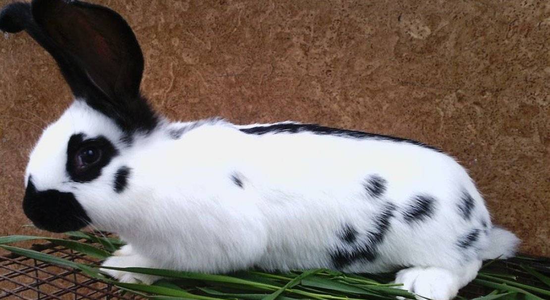 Кролик строкач: описание породы