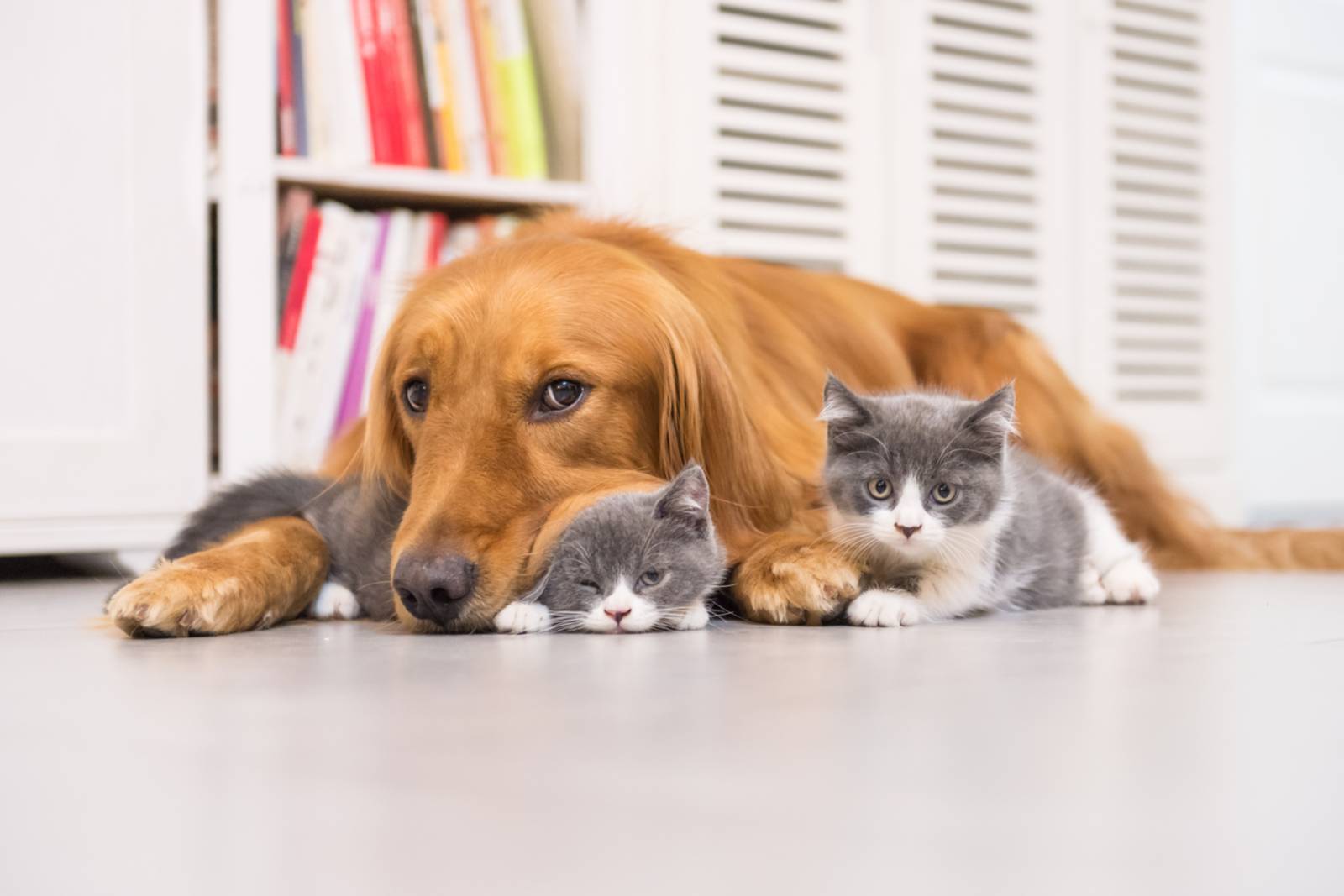 10 причин, по которым собаки лучше кошек