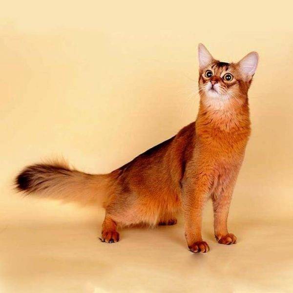 Сомалийская кошка - топ 115 фото с советами по содержанию и уходу!