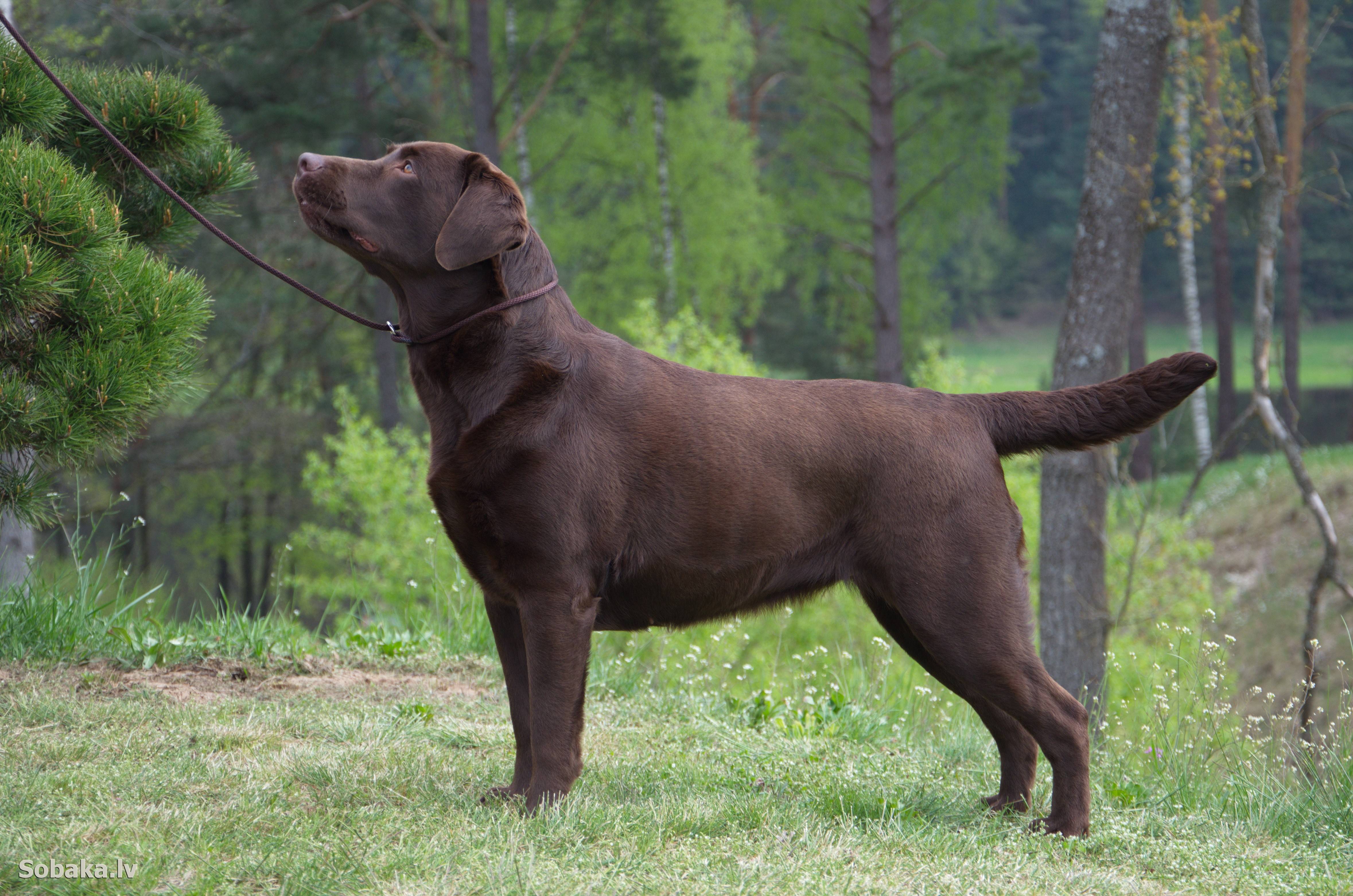 Лабрадор ретривер собака. описание, особенности, уход и цена лабрадора ретривера | животный мир