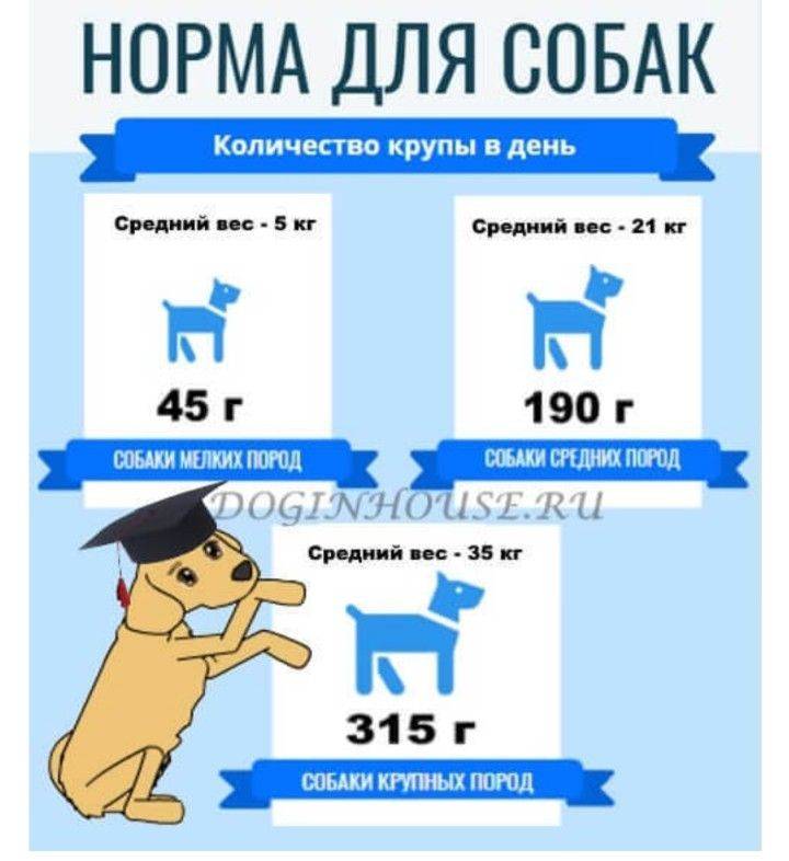 Какие крупы можно давать собакам: разновидность гастрономии для питомцев