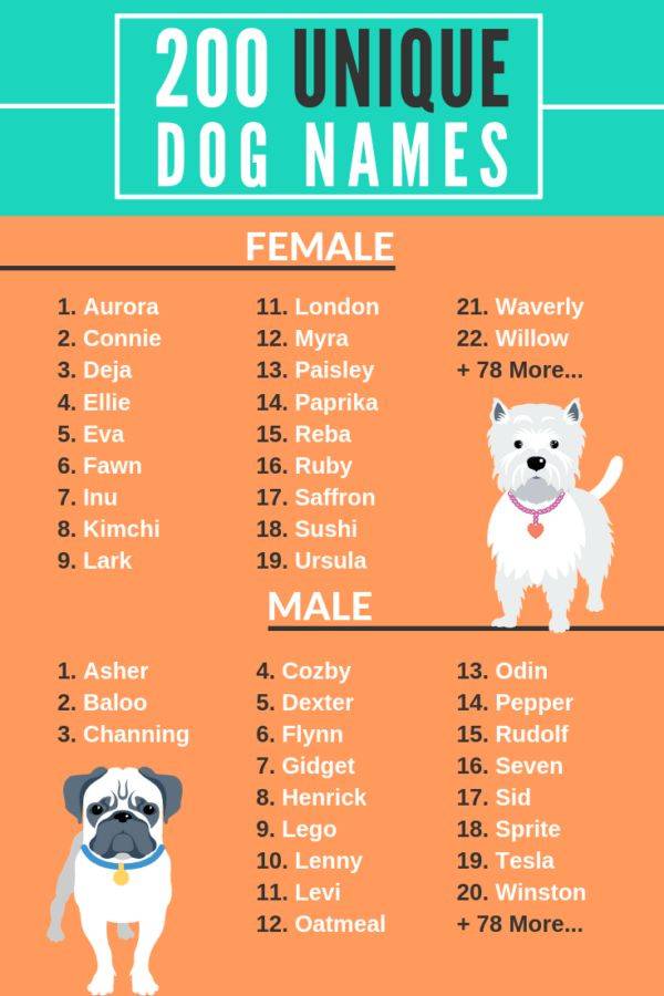 Клички для собак мальчиков: необычные и запоминающиеся имена