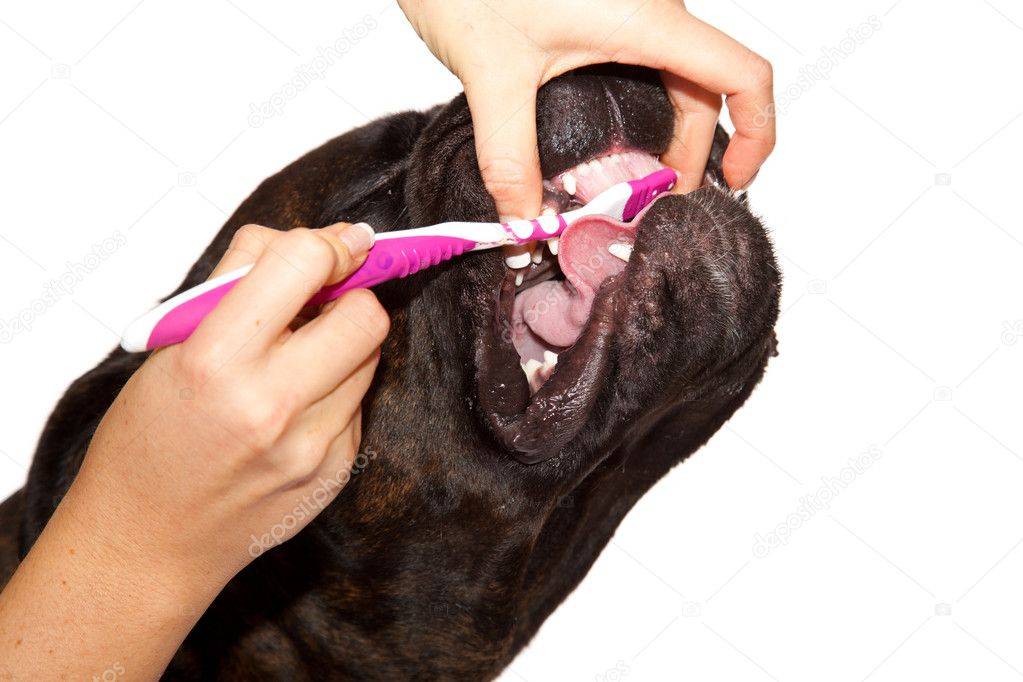 Как чистить уши собаке: основные правила и инструкция