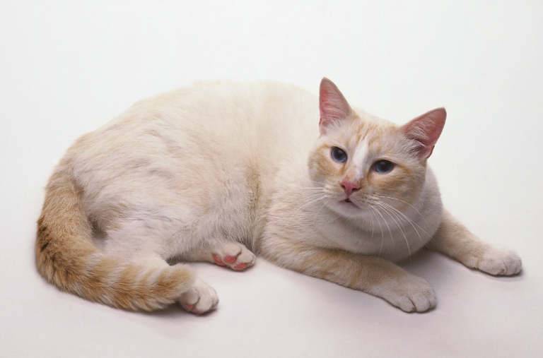 Американская жесткошёрстная кошка — википедия. что такое американская жесткошёрстная кошка