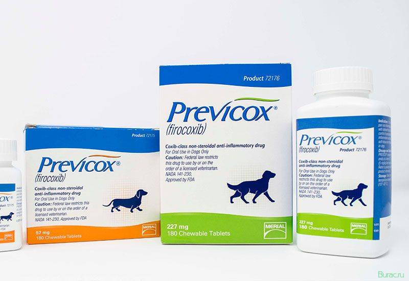 Превикокс для собак: чтобы жить без боли