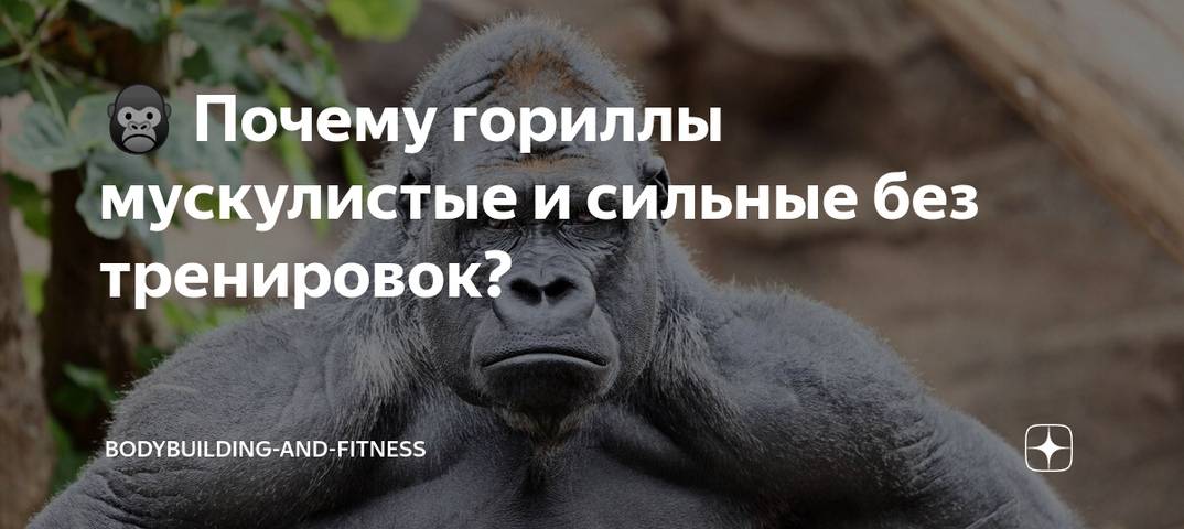 Почему гориллы такие сильные и мускулистые без тренировок?
