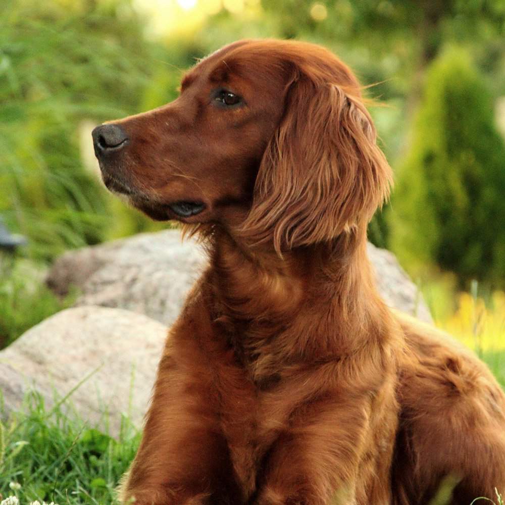 Описание породы собак английский сеттер (лаверак) с отзывами владельцев и фото