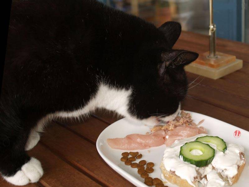 Ожирение у кошек - руководство по кормлению кошки с избыточным весом