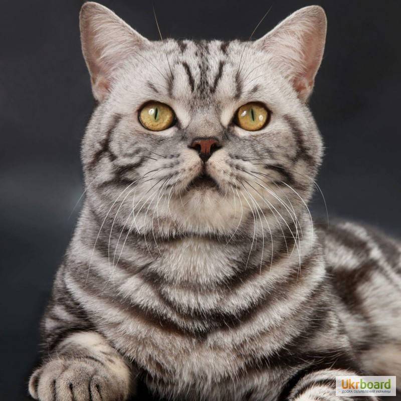 Всё о прямоухой шотландской кошки: внешний вид и характер, особенности ухода, фото