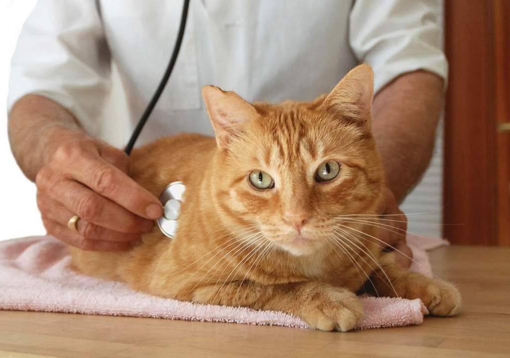Панкреатит у кошек (острый и хронический): симптомы и лечение, прогноз, питание в домашних условиях